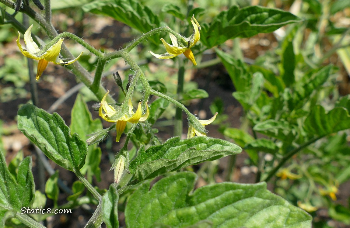 Tomato blossoms hanging from the plant