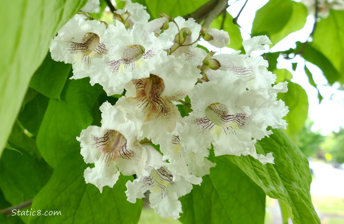 Catalpa blooms hanging from the tree