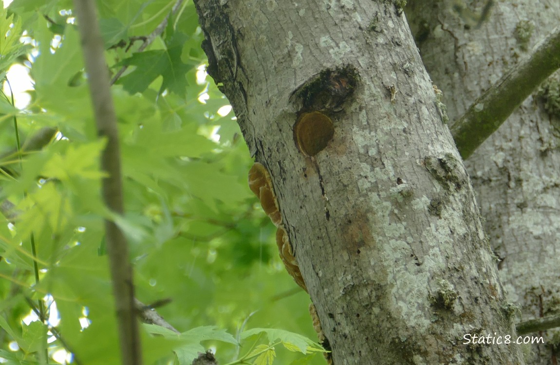 Downy Woodpecker nest hole in a tree trunk