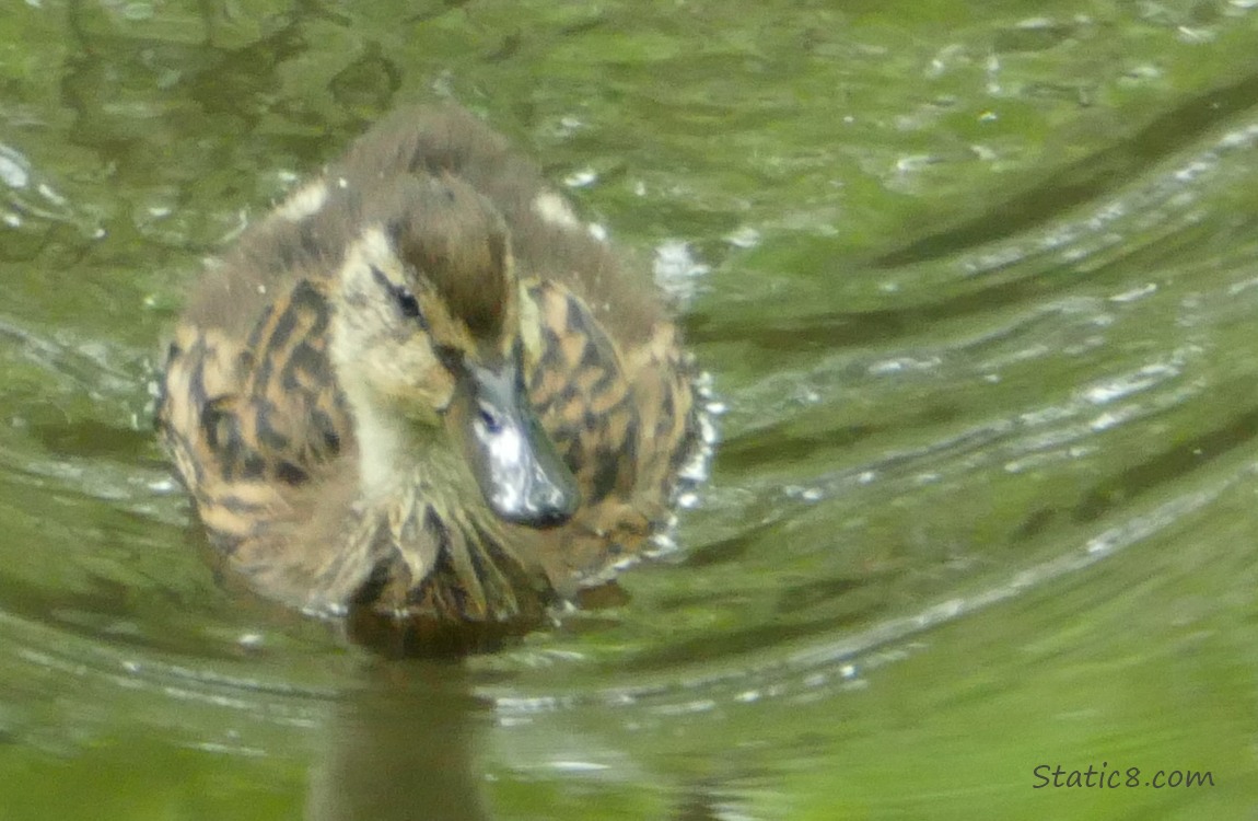 Duckling paddling on the water