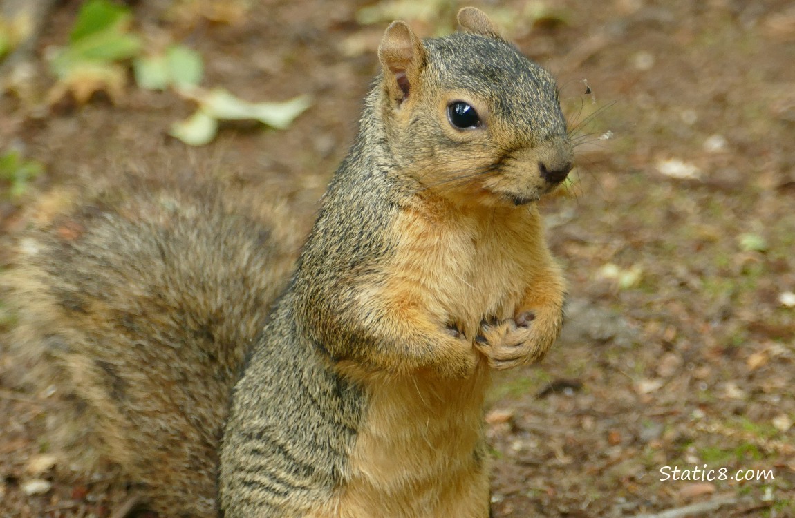 Squirrel standing on the ground