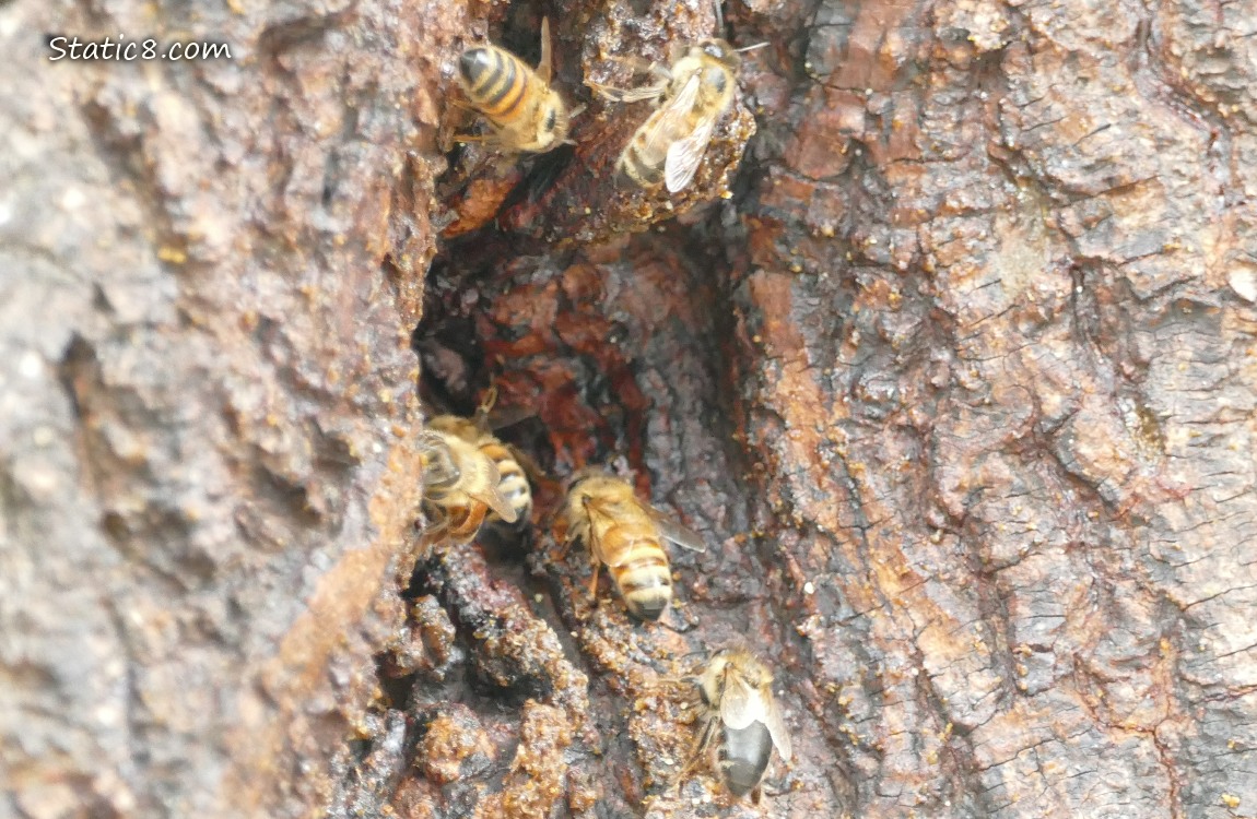 Honey Bees going in and out a hole in a tree trunk