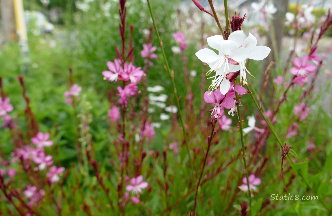 Pink and white Gaura