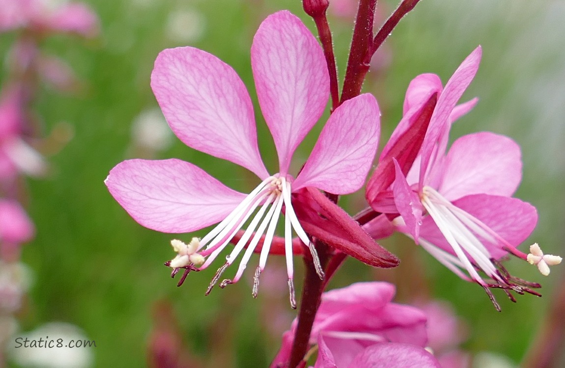 Close up of Pink Gaura