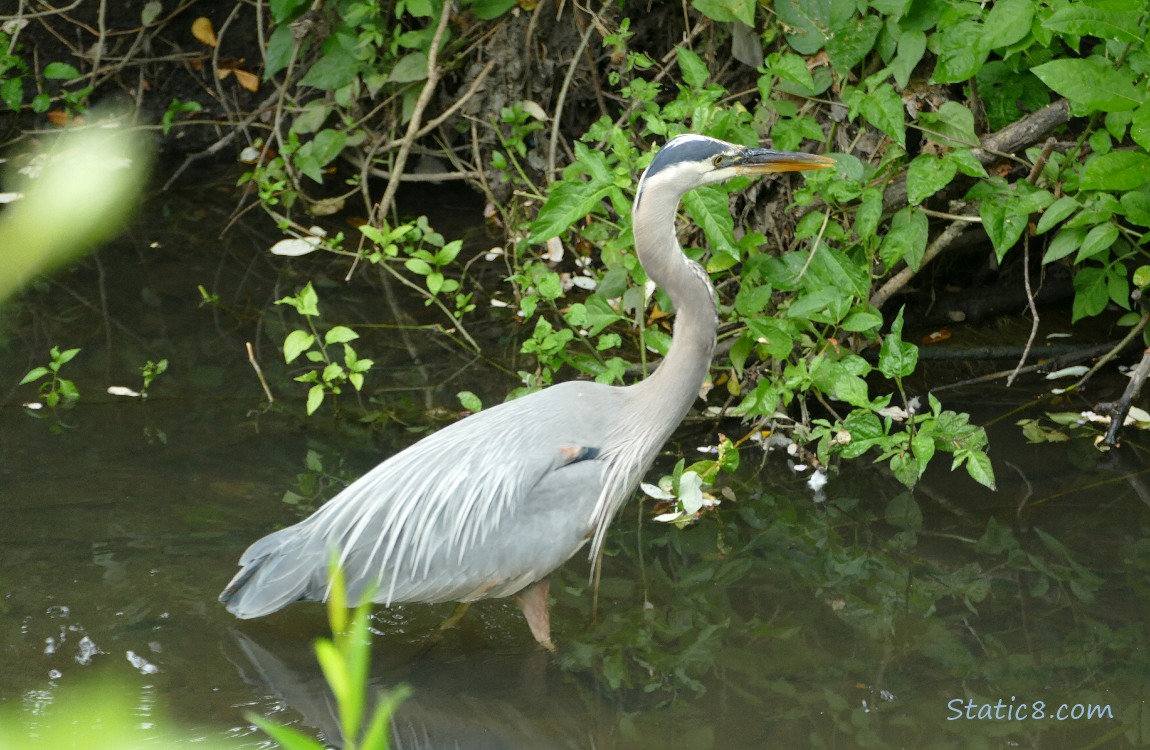 Great Blue Heron walking in shallow water looking at the bank of the creek