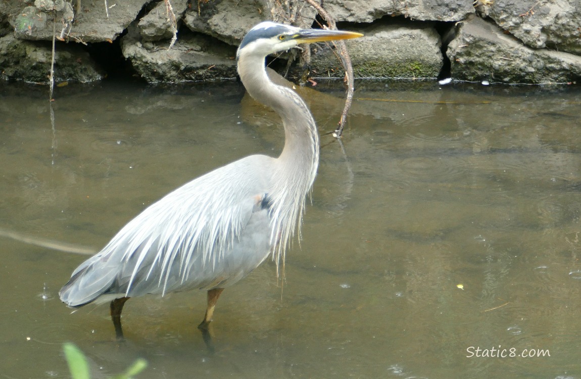 Great Blue Heron walking in shallow water near stones making the bank of the creek