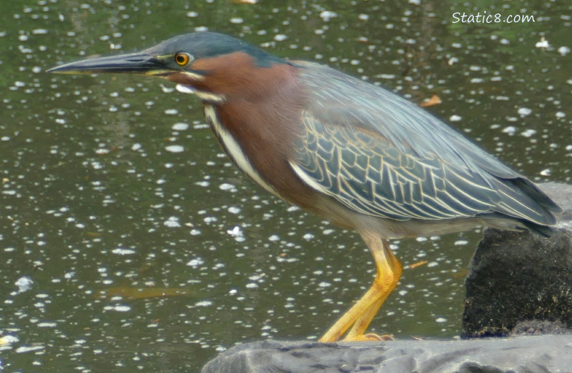 Green Heron standing on a rock in front of water