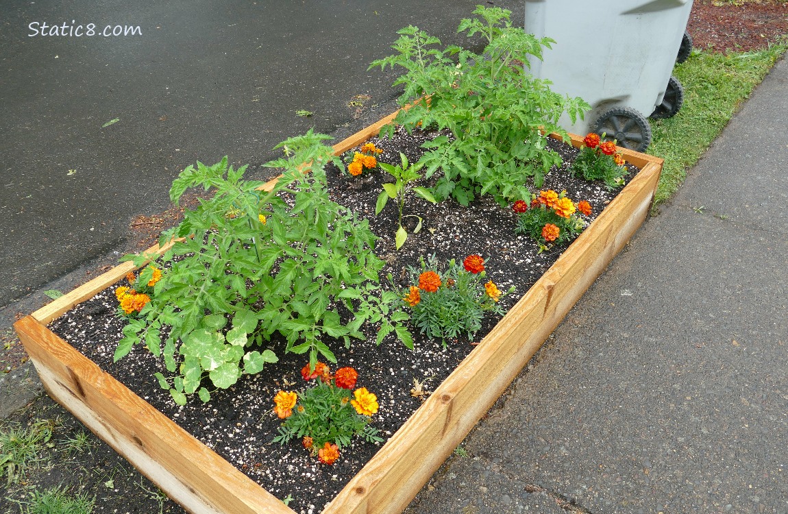 Raised garden bed next to a sidewalk