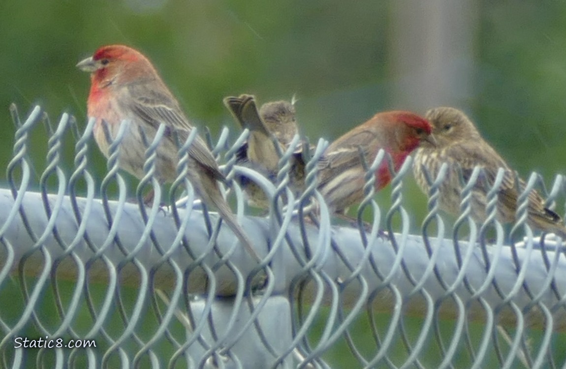 House Finches standing on a chain link fence