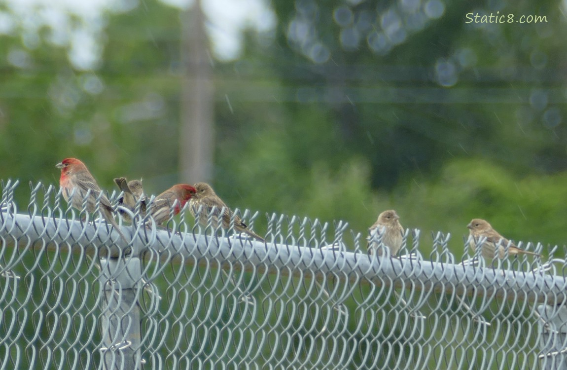 House Finches standing on a chain link fence