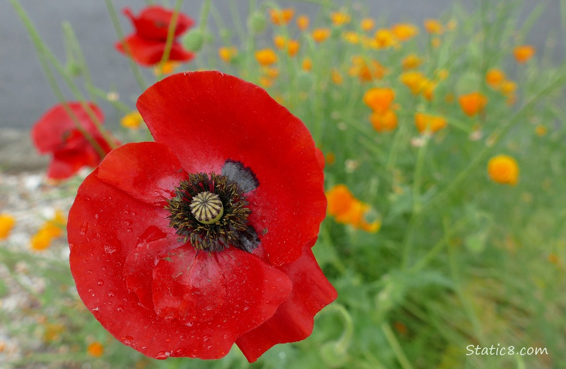 Close up of a red Poppy bloom with California Poppy blooms in the background