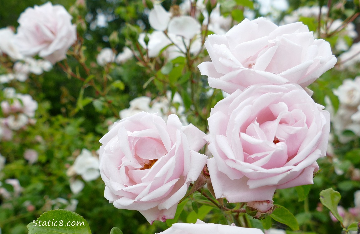 Delicate Pink Rose blooms