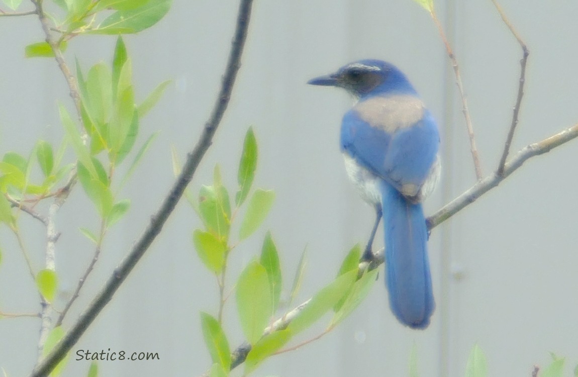 Scrub Jay standing in a small tree