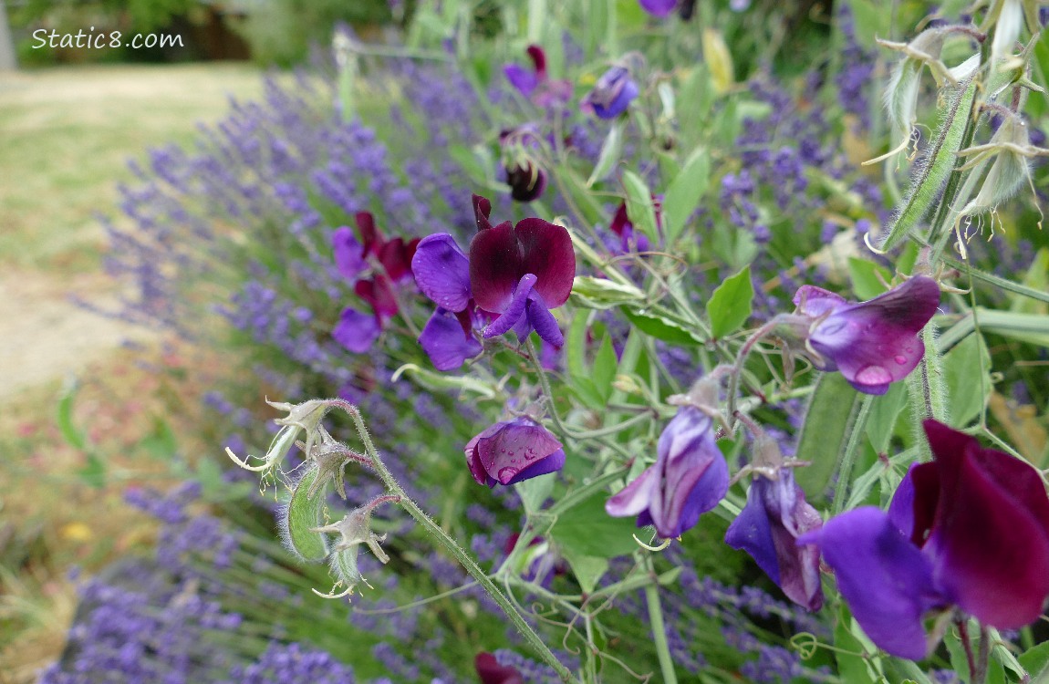 Purple Sweet Pea blooms with Lavender blooms in the background
