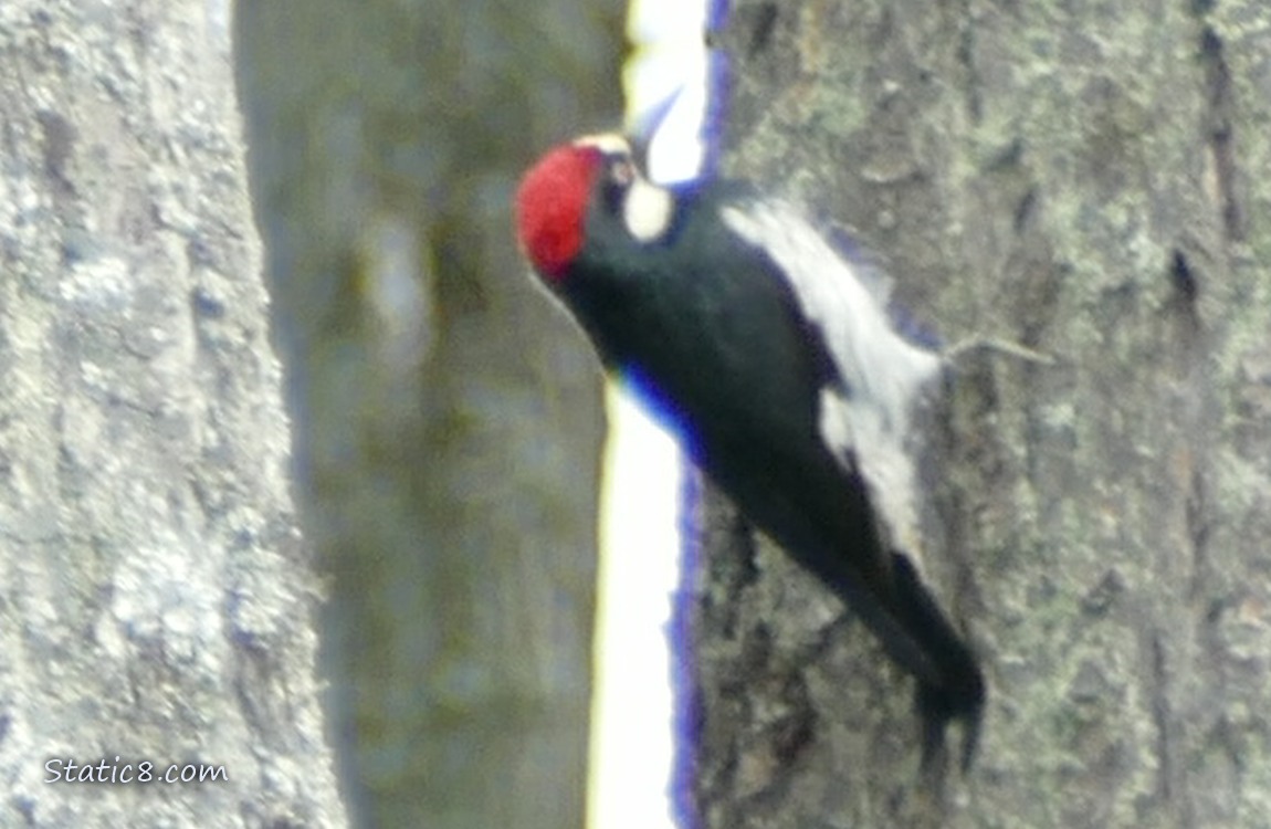 Acorn Woodpecker standing on the side of a tree trunk