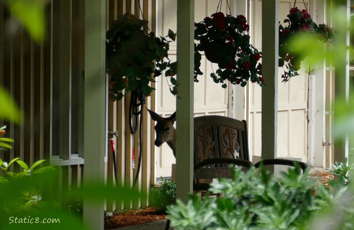 Deer on the porch!