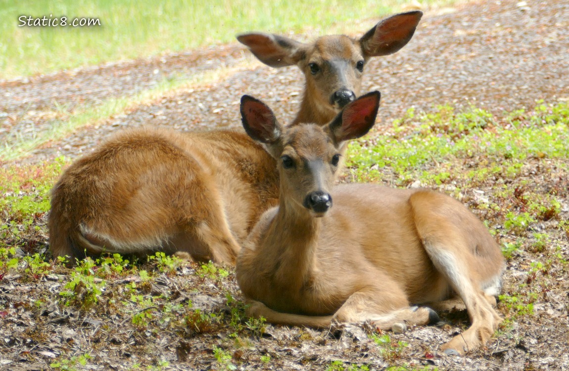 Two Deers laying on the ground