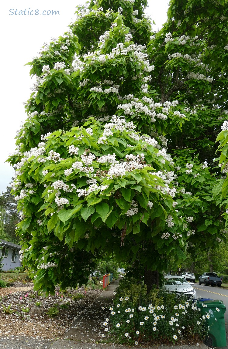 Catalpa tree with blossoms growing over the sidewalk and street