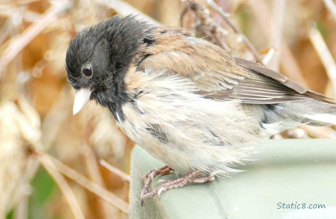 Chestnut Back Chickadee standing on the edge of the electrical box, looking down