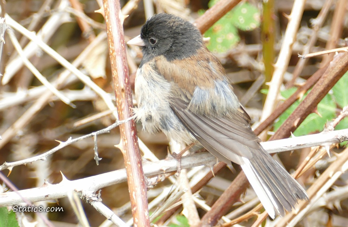 Chestnut Back Chickadee standing in thorny sticks