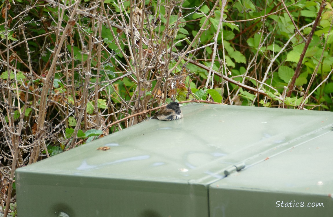 Bird sitting on a electrical box