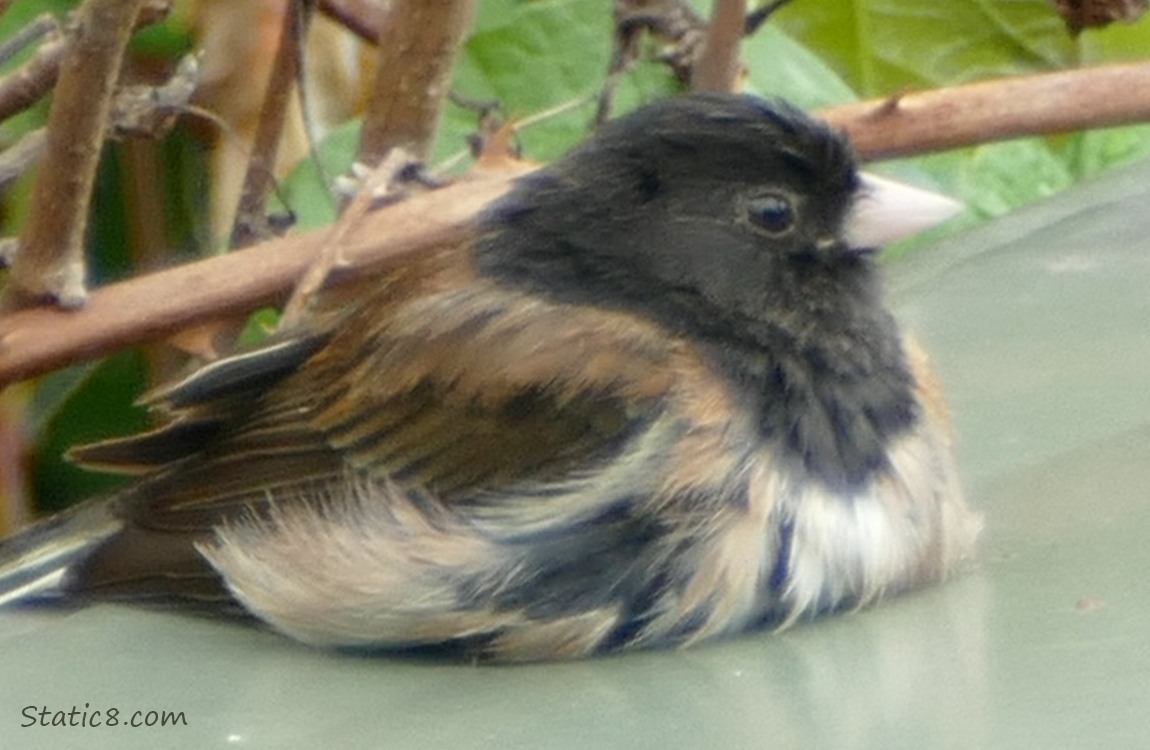 Chestnut Back Chickadee sitting on an electrical box
