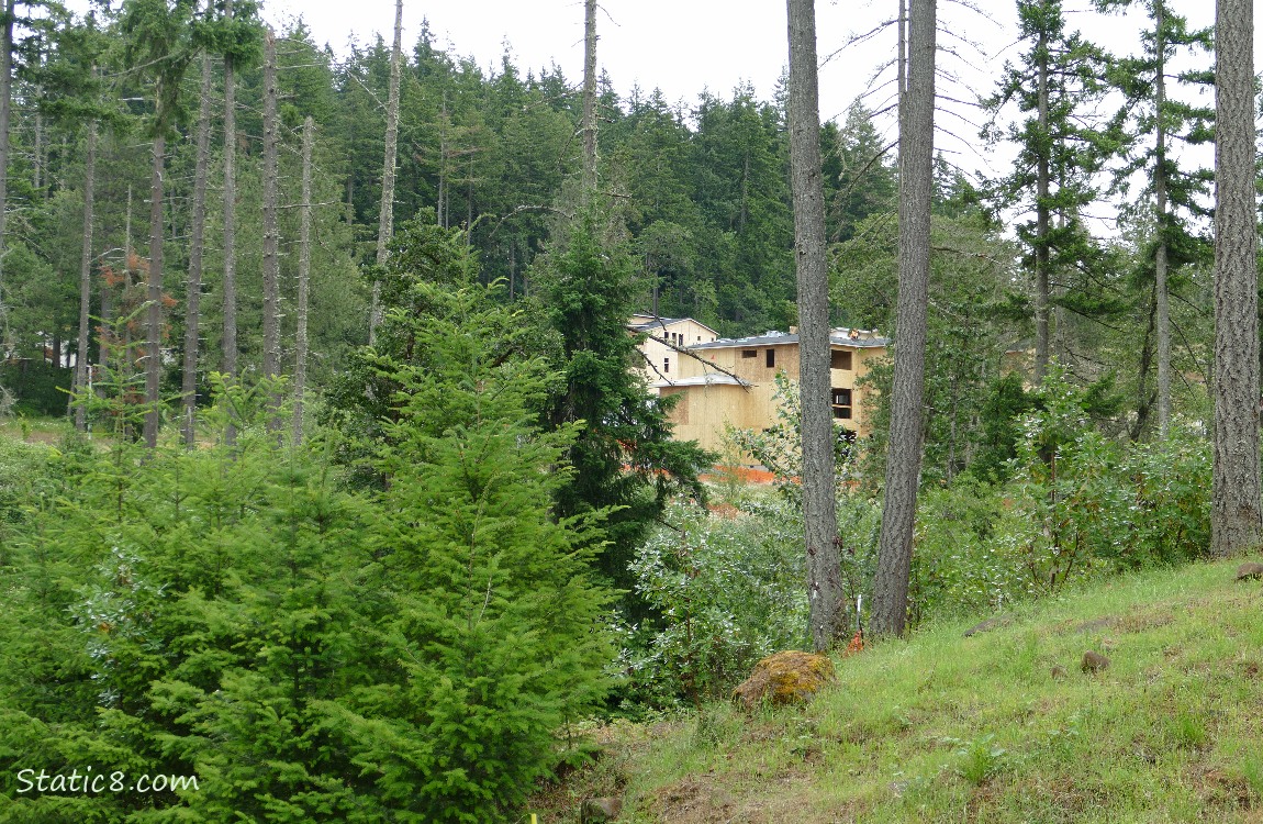 A new house being built past dying Douglas Firs