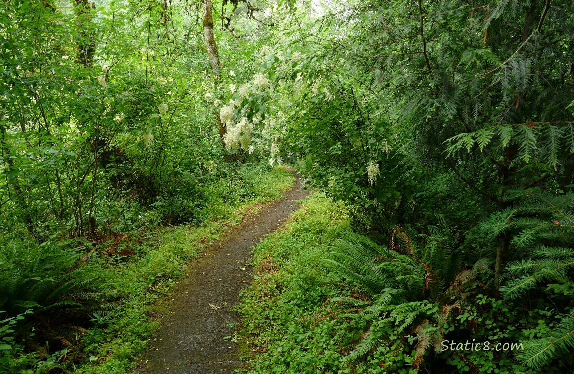 Hiking path thru a forest