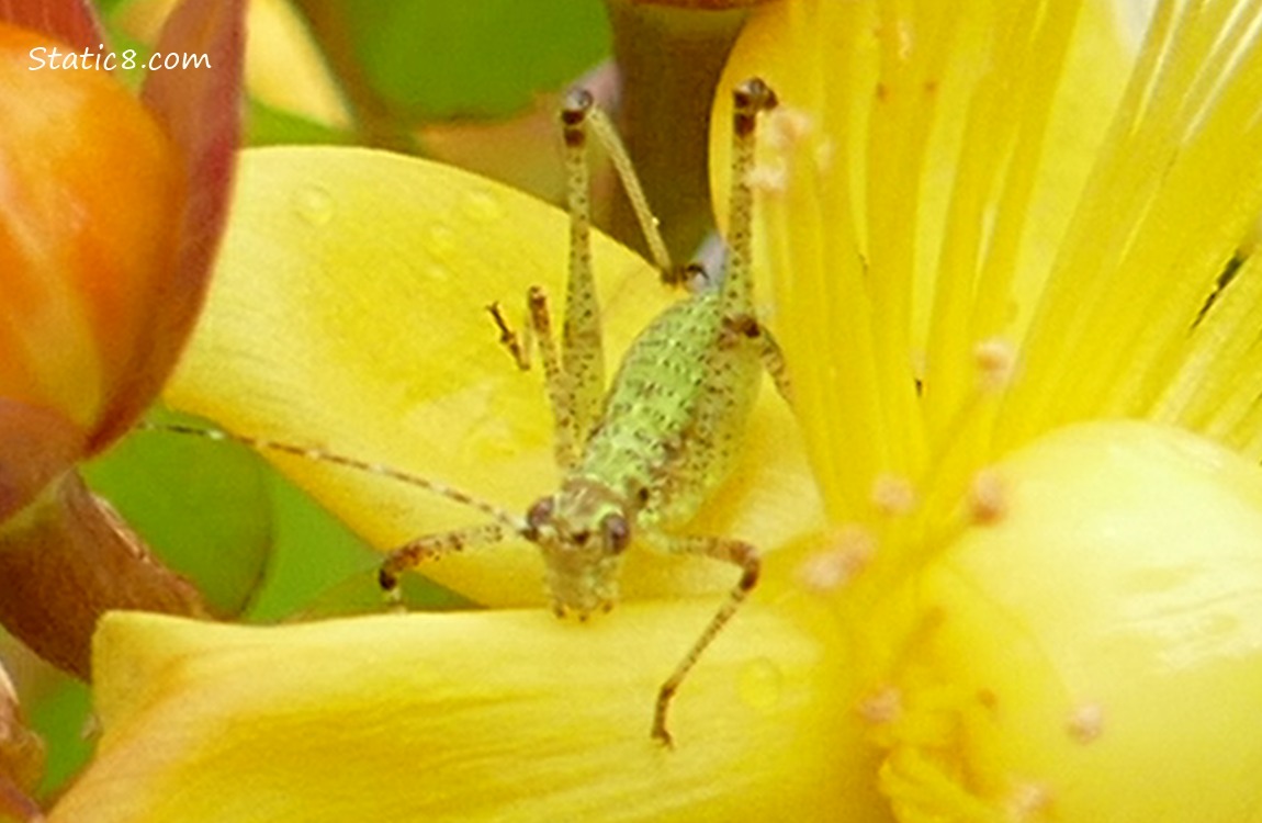 Bug in a yellow flower