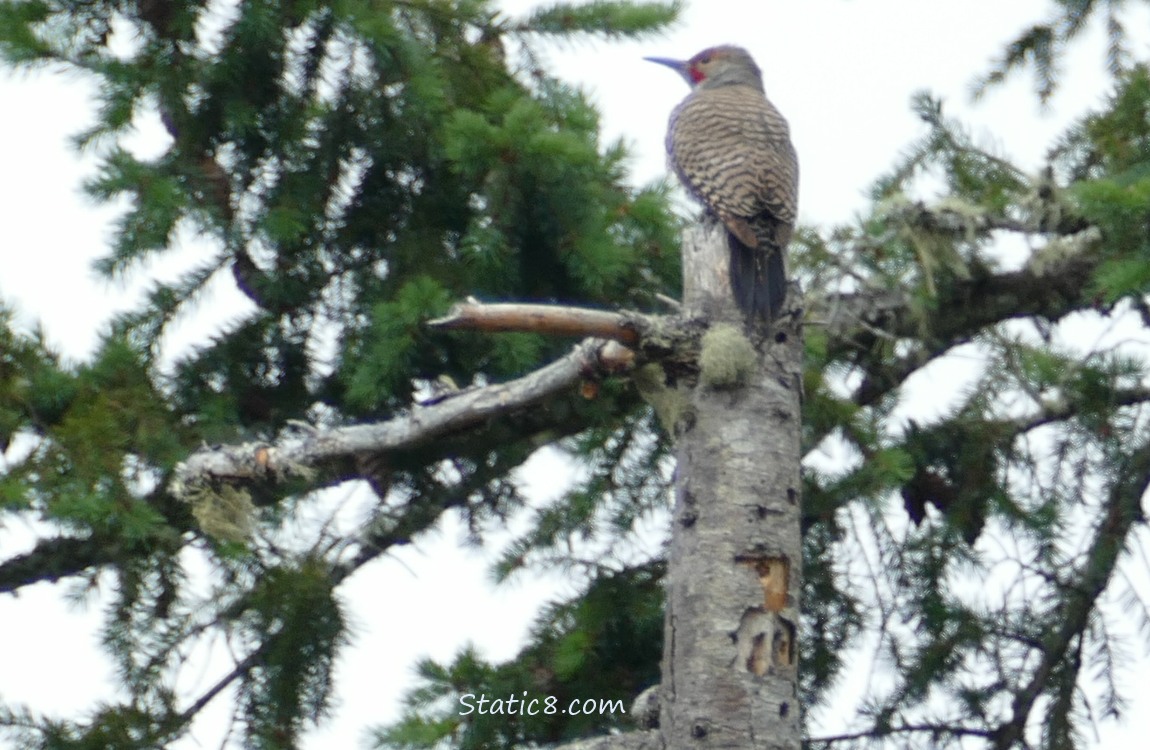 Flicker standing at the top of a snag