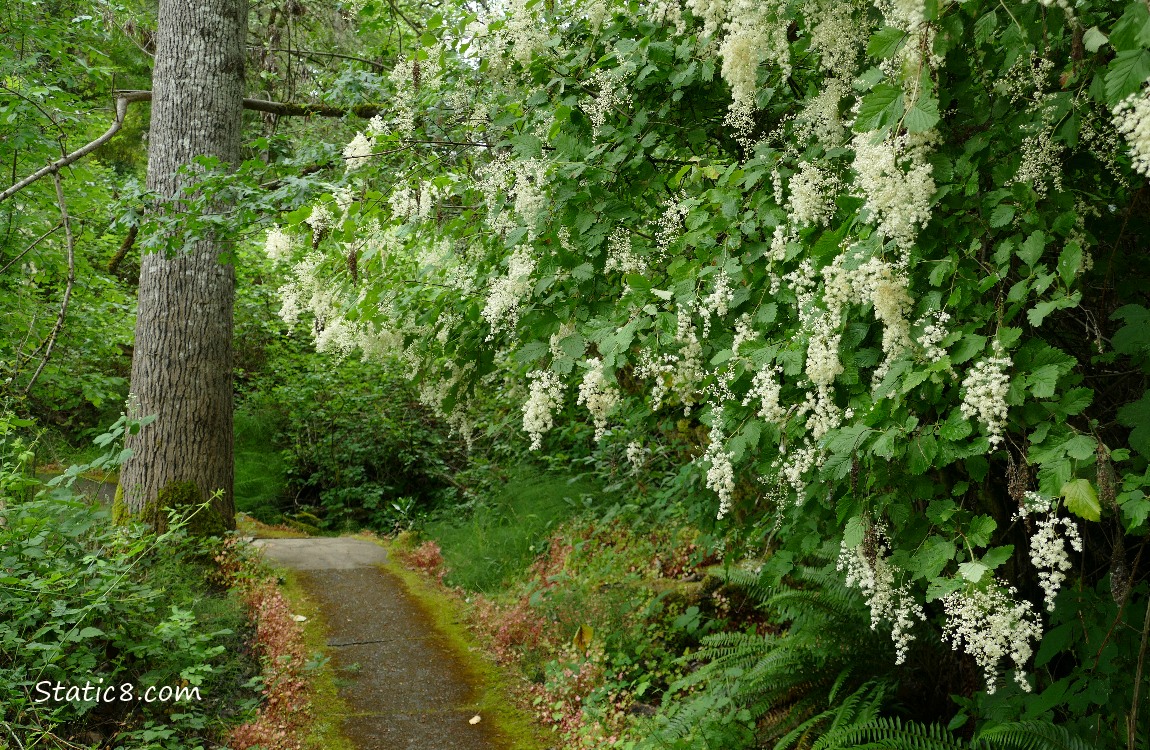 Ocean Spray tree blooming next to a paved hiking trail in the forest