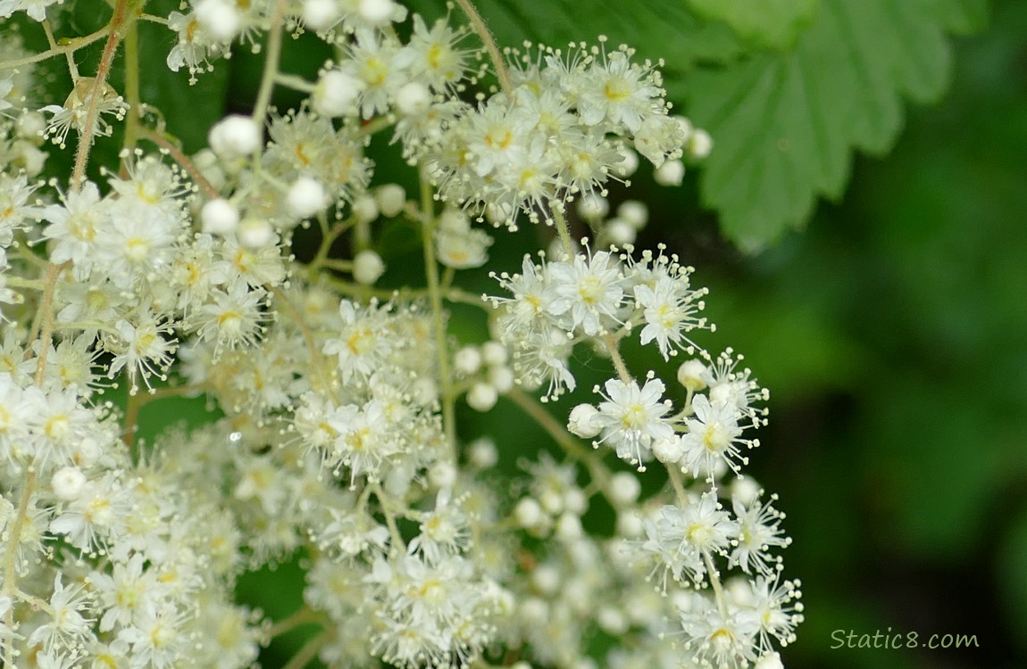 Close up of Ocean Spray blooms