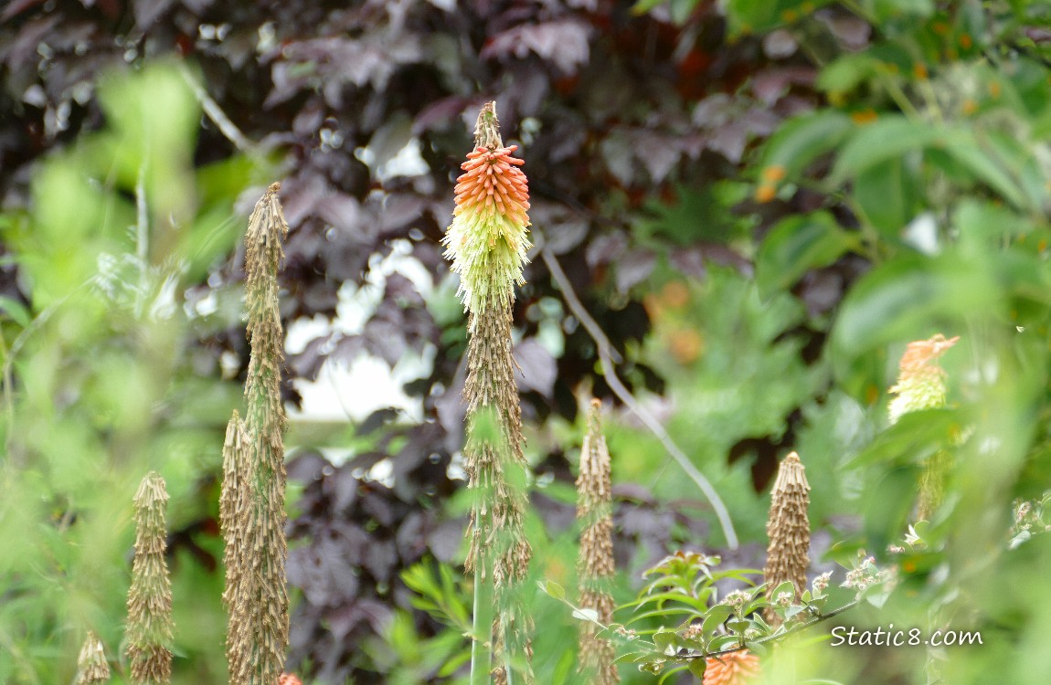 Red Hot Poker bloom in front of a dark Plum tree