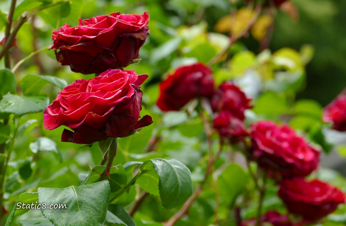 red rose blooms