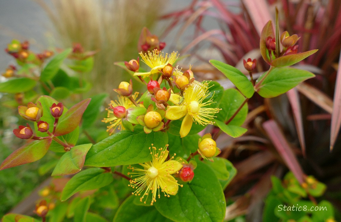 Sweet Amber blooms