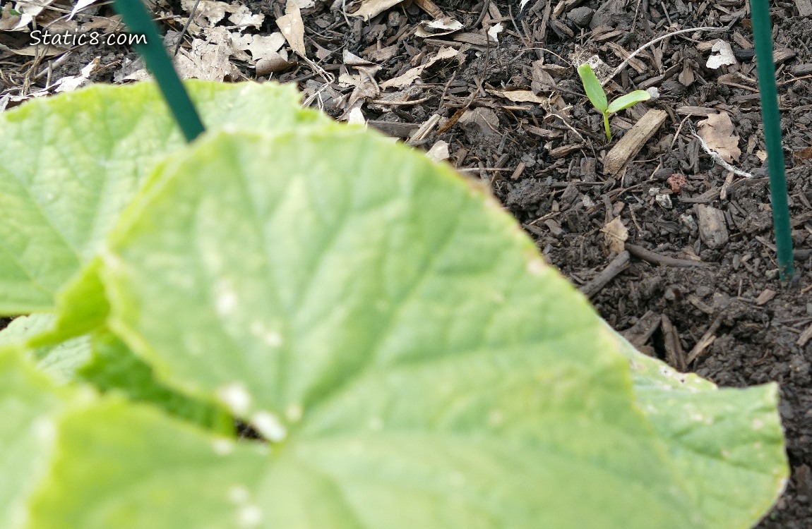 Seedling growing in the dirt past cucumber leaves