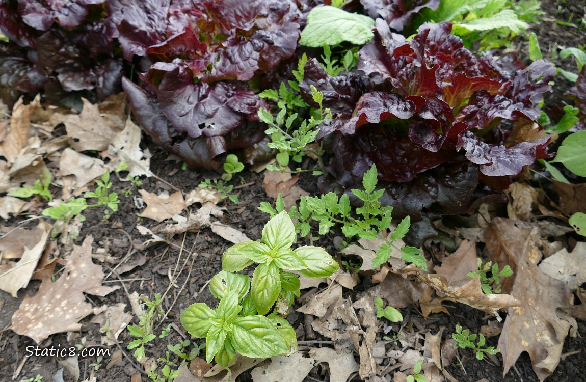 Basil seedlings next to purple lettuces