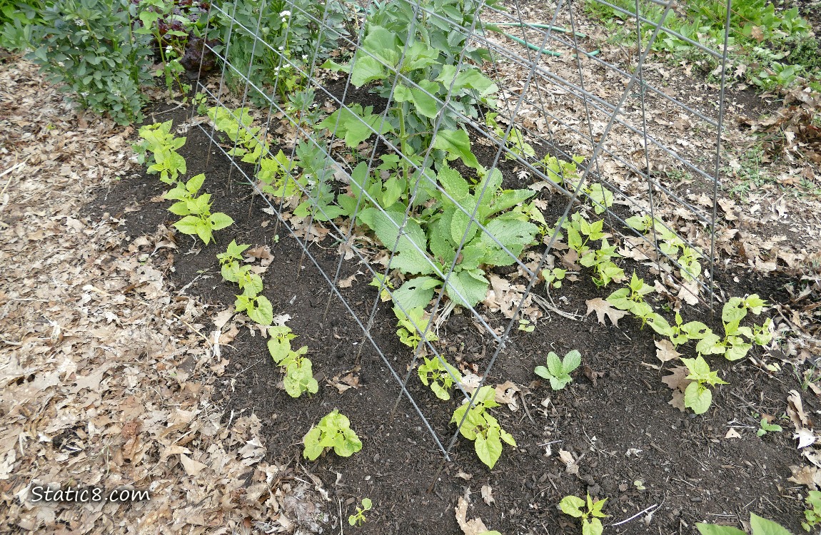 Bean seedlings growing under a wire trellis