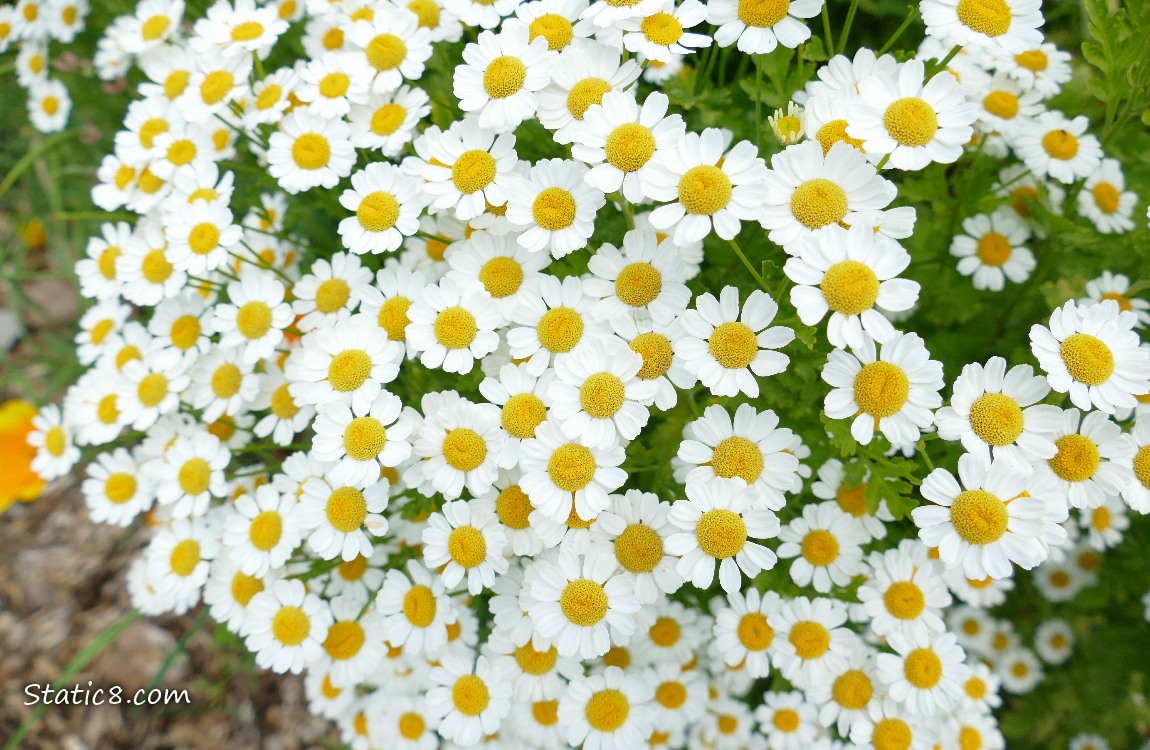 Camomile blooms