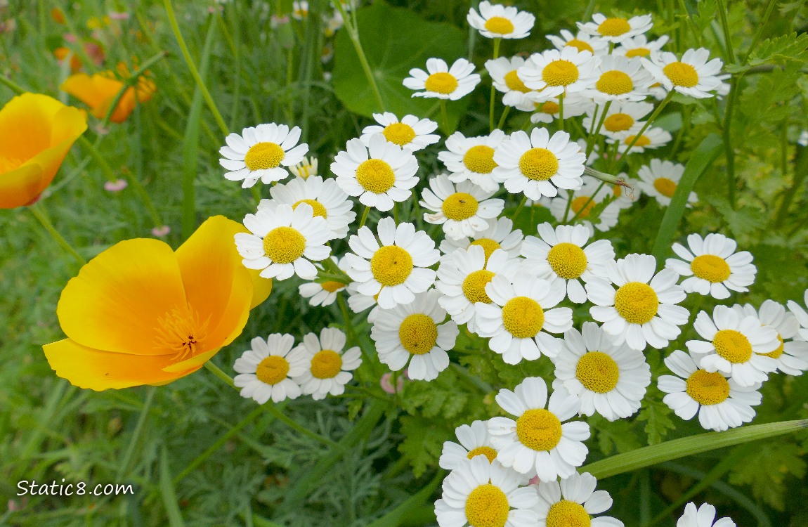 Camomile blooms with California Poppy blooms