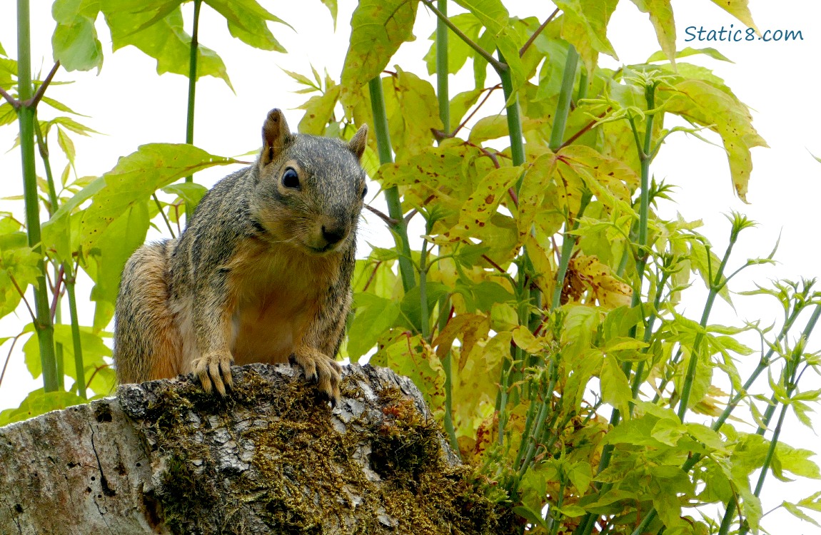 Squirrel standing on a tree stump, surrounded by new leafy twigs