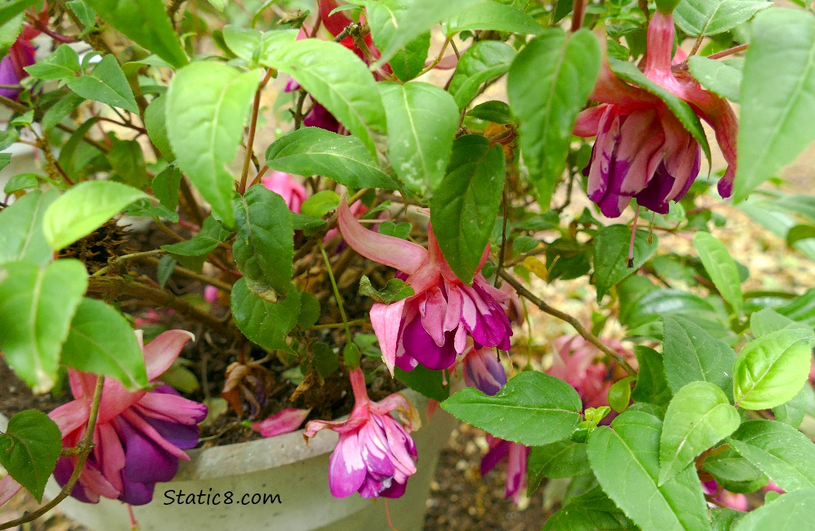 Fuchsia blooms hanging from a potted plant