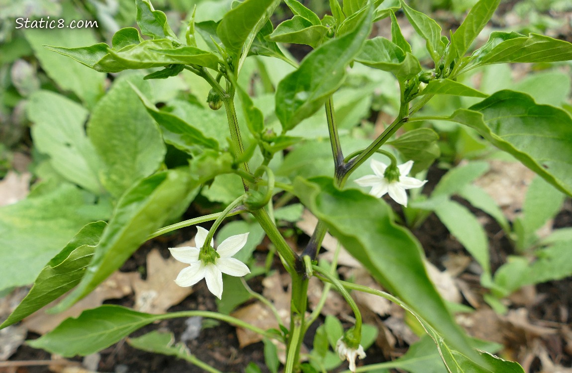 Looking down on a pepper plant with two blooms