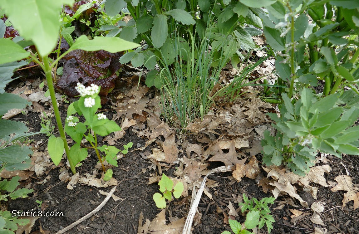 Leek seedlings growing in the dirt