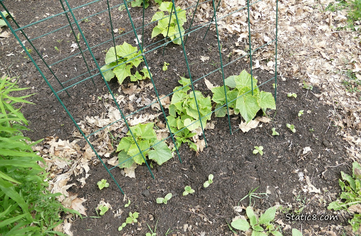 Cucumber plants growing under a wire trellis