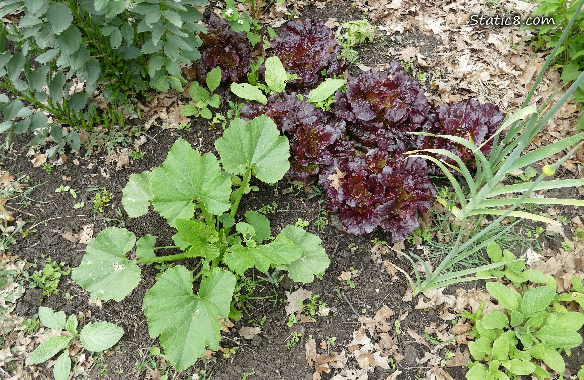Garden plot lettuce patch