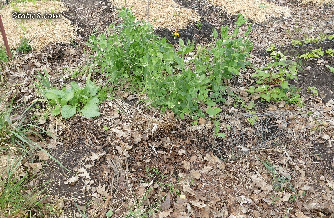 Snap Pea Patch in a garden