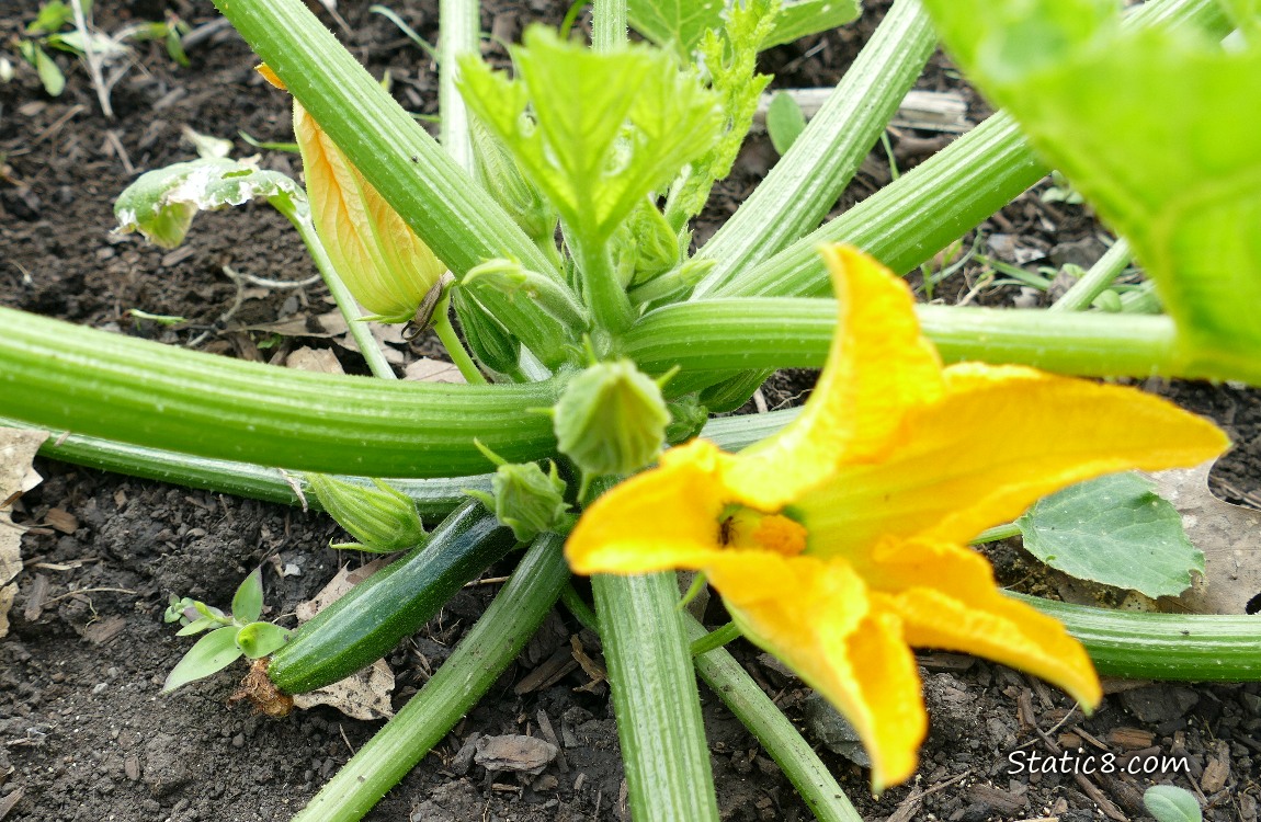 Small zucchini fruit growing on the plant