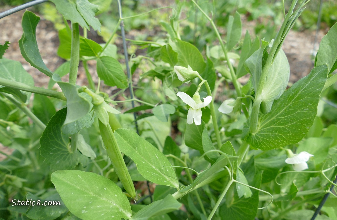 Snap Pea pods growing on the plant