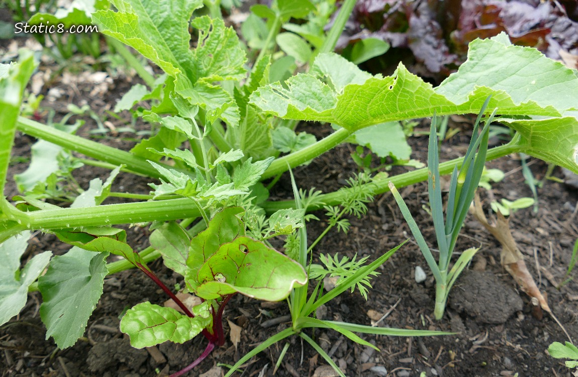 plants growing under a small squash plant